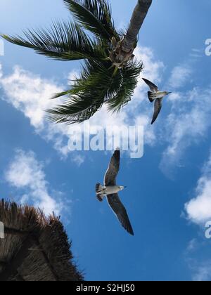 Zwei Möwen, von unten gesehen, fliegen Sie zwischen einem Palm und einem Strohdach. Stockfoto