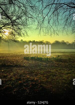 Frühling Narzissen in Cardiff Park auf einem nebligen Morgen kurz nach Sonnenaufgang, Februar wächst. Stockfoto