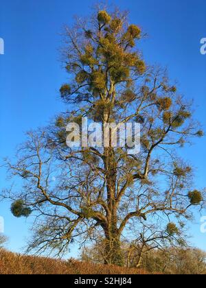 Die Mistel fallenden Baum im Welford Park. Welford. Newbury. Berkshire, England Stockfoto