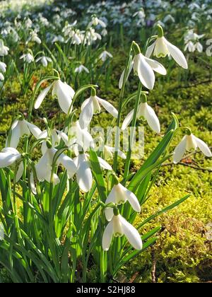 Schneeglöckchen im Welford Park. Welford. Newbury. Berkshire, England. Stockfoto