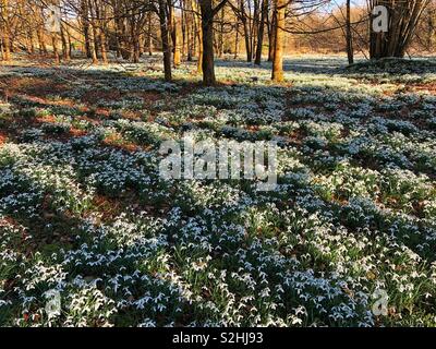 Schneeglöckchen im Welford Park. Welford. Newbury. Berkshire, England. Stockfoto