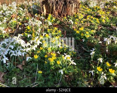 Schneeglöckchen und Cowslips, Wildblumen, Englisch Frühling Stockfoto