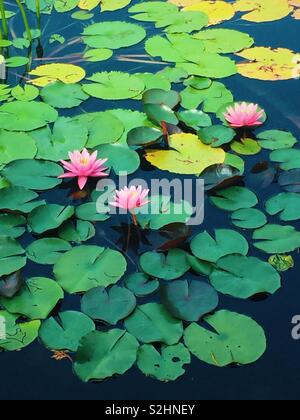 Drei rosafarbenen Seerose Blüten und Blätter in dunklen Teich Stockfoto