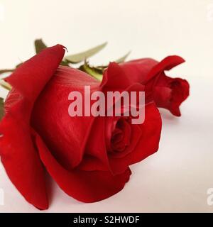 Red Rose close-up auf weißem Hintergrund Stockfoto