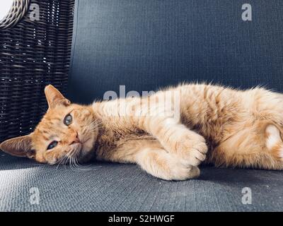 Ingwer Katze liegend auf der Seite Stockfoto