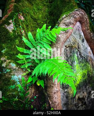 Grünen Farnblätter wächst von der Basis eines bemoosten Baumstamm Stockfoto