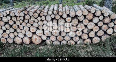 Stapel von Brennholz hoch in einem Schottischen Wald gestapelt. Stockfoto