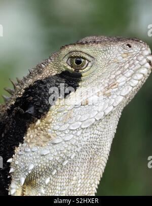 Mein Favorit wild Pet derzeit Ive nannte ihn Herrisch, einem erwachsenen Mann Eastern Water Dragon Stockfoto