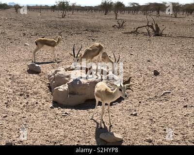 Gazellen auf Sir Bani Yas Insel Stockfoto