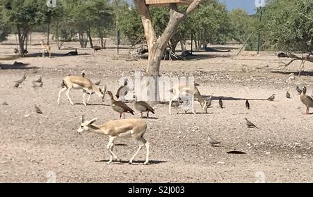 Gazelle und Enten auf Sir Bani Yas Insel Stockfoto