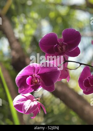 Nahaufnahme von lila Orchideen in tropischer Umgebung Stockfoto