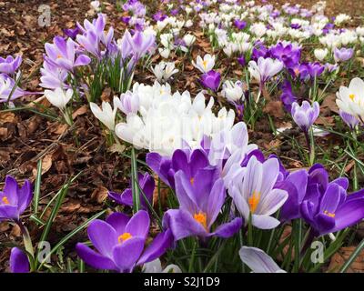 Frühling Blumen blühen früh im Februar. Im Park schöner Krokusse Stockfoto