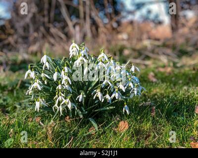 Schneeglöckchen blühen später Februar 2019 GROSSBRITANNIEN Stockfoto