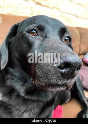 Vergrauung alter schwarzer Labrador Hund Stockfoto