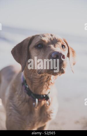 Ein Portrait eines passenden und gesunden jungen gelben Labrador Retriever Hund am Strand und wartet auf einen Befehl von Ihrem Master Stockfoto