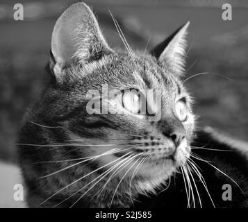 Ein natürlich beleuchtet schwarz-weiß Bild von einer Hauskatze. Stockfoto