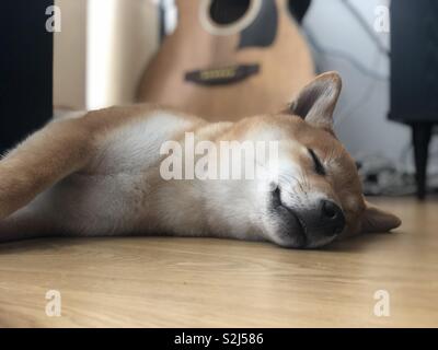 Shiba Inu Hund auf dem Boden zu schlafen Stockfoto