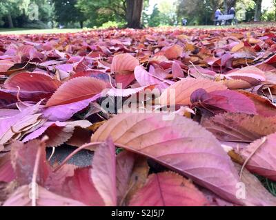 Rote Blätter im Herbst Stockfoto