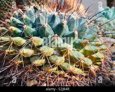 Kleinen stacheligen Kaktus mit Tonnen von Nadeln als respektable defensive Strategie. Stockfoto