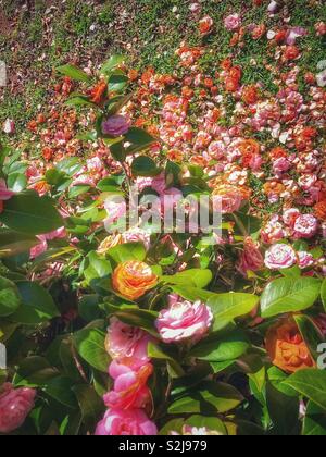 Kamelie blüht auf der Bush und auf dem Boden - Ansicht von oben nach unten Schauen. Stockfoto