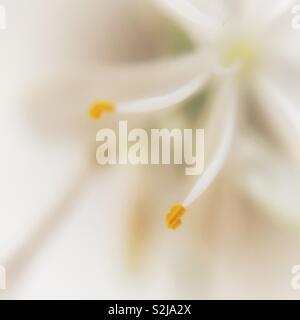 Blume Nahaufnahme Makro Stockfoto