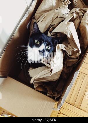 Cat genießen eine gute Box mit Verpackung Stockfoto