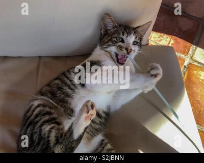 Tabby Katze Kätzchen spielen mit einem Kunststoff Stroh Stockfoto