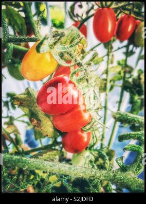 Tomaten reifen am Weinstock. Stockfoto