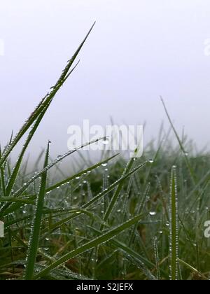 Tautropfen auf Rasen Stockfoto