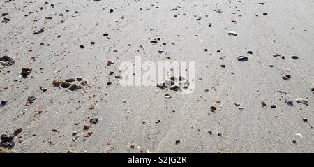 Pfotenabdrücke im sand Stockfoto
