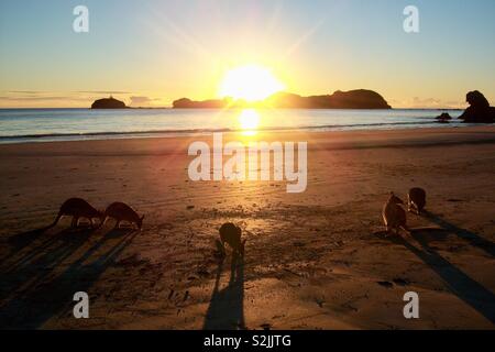 Kängurus am Strand bei Sonnenaufgang Stockfoto