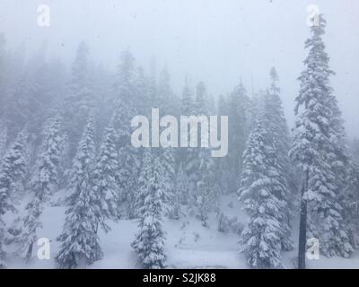 Winter Wonderland, Mount Rainier National Park, Seattle, Washington, USA Stockfoto