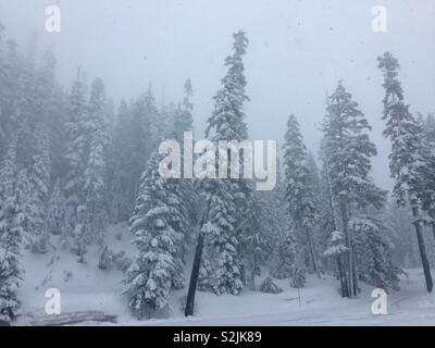 Verschneite Bäume, Mount Rainier National Park, Seattle, Washington, USA Stockfoto