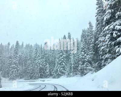 Straße durch verschneite Wälder, Mount Rainier National Park, Seattle, Washington, USA Stockfoto