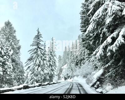 Fahrbahn durch den verschneiten Wald, Mount Rainier National Park, Seattle, USA Stockfoto