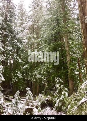 Verschneite Bäume, Mount Rainier National Park, Seattle, Washington, USA Stockfoto