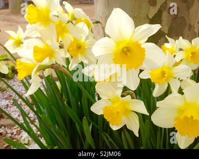Wilden Narzisse (Narcissus pseudonarcissus) Pflanzen auf Blume Stockfoto
