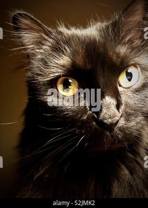 Langhaarige schwarze Katze Stockfoto