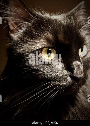 Langhaarige schwarze Katze Stockfoto