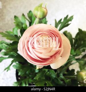 Eine blass rosa Ranunkeln Blume. Stockfoto