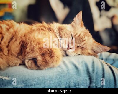 Orange pet-tabby Katze schlafen auf Girl's Denim Bein Stockfoto