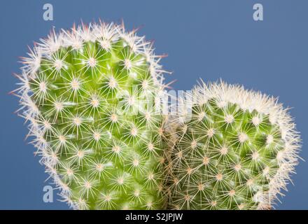 Eine Nahaufnahme von einem Stacheligen runder Kaktus seine stacheligen Dornen zeigt im Detail auf einem blauen Hintergrund Stockfoto