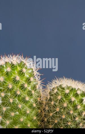 Nahaufnahme der Detail einer Grüner runder Kaktus mit stacheligen Dornen und Speicherplatz auf einem blauen Hintergrund kopieren Stockfoto