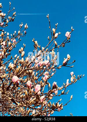 Magnolie in Blüte Stockfoto