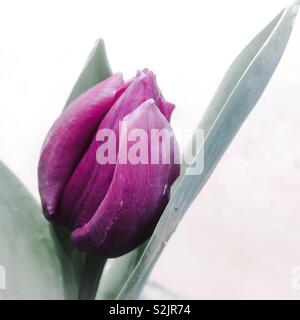 Lila Tulpe Stockfoto