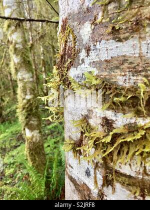 Moos wächst an der Seite des Baumes, Olympic National Park, Washington Stockfoto