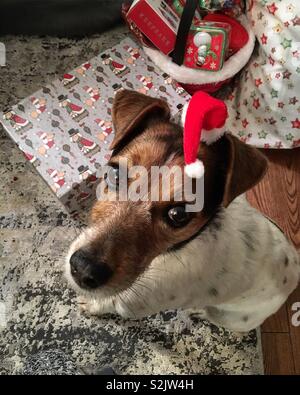 Jack Russell in Santa hat. Stockfoto