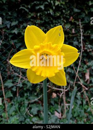 Einzelne gelbe Narzisse am ersten Tag des Frühlings in England Stockfoto