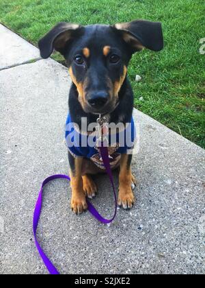 Super niedlich Schwarz und tan Welpen Hund mit Hund Hund Augen und in einem blauen Pullover angezogen. Stockfoto