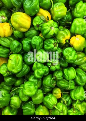 Heiß und würzig frische reife und Grüne habanero Paprika angehäufte Höhe auf dem Display und zum Verkauf an die lokale Anbieter produzieren. Stockfoto